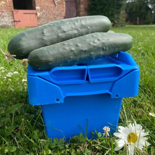 Photo de: Petit Concombre